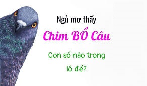 Ngủ mơ thấy chim bồ câu – Điềm báo và con số trong lô đề ?